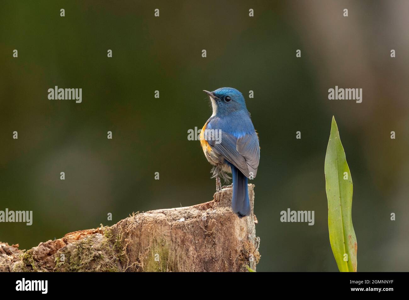 Himalayan bluetail, Tarsiger rufilatus, Ryshop, West Bengal, India Stock  Photo - Alamy