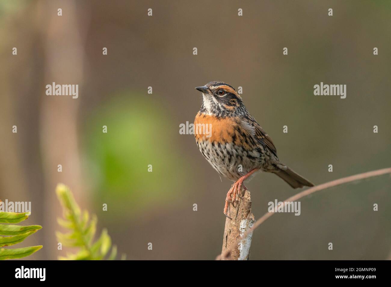 Rufous-breasted accentor, Prunella strophiata, Ryshop, West Bengal, India Stock Photo