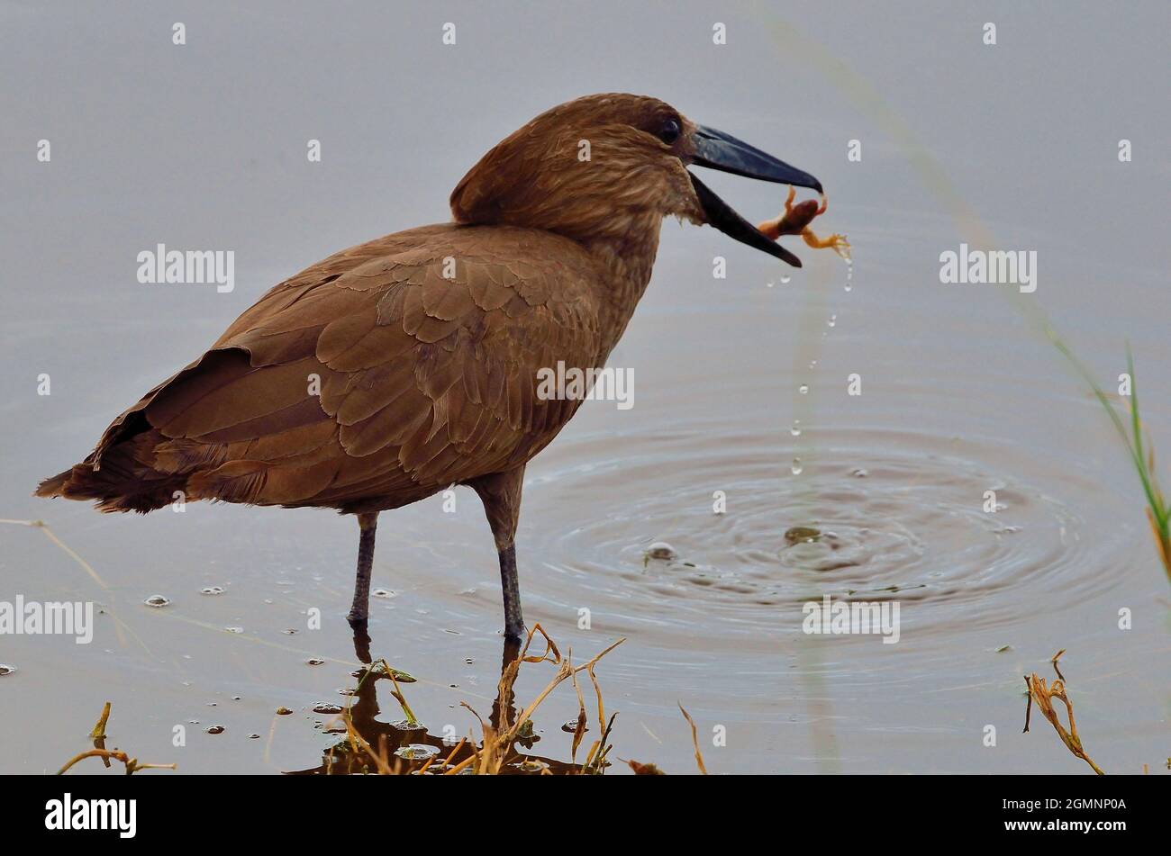 Hammerkopf frißt Frosch, hamerkop eats a frog, Scopus umbretta, Ndutu, Tansania, Arusha National Park, Tanzania Stock Photo