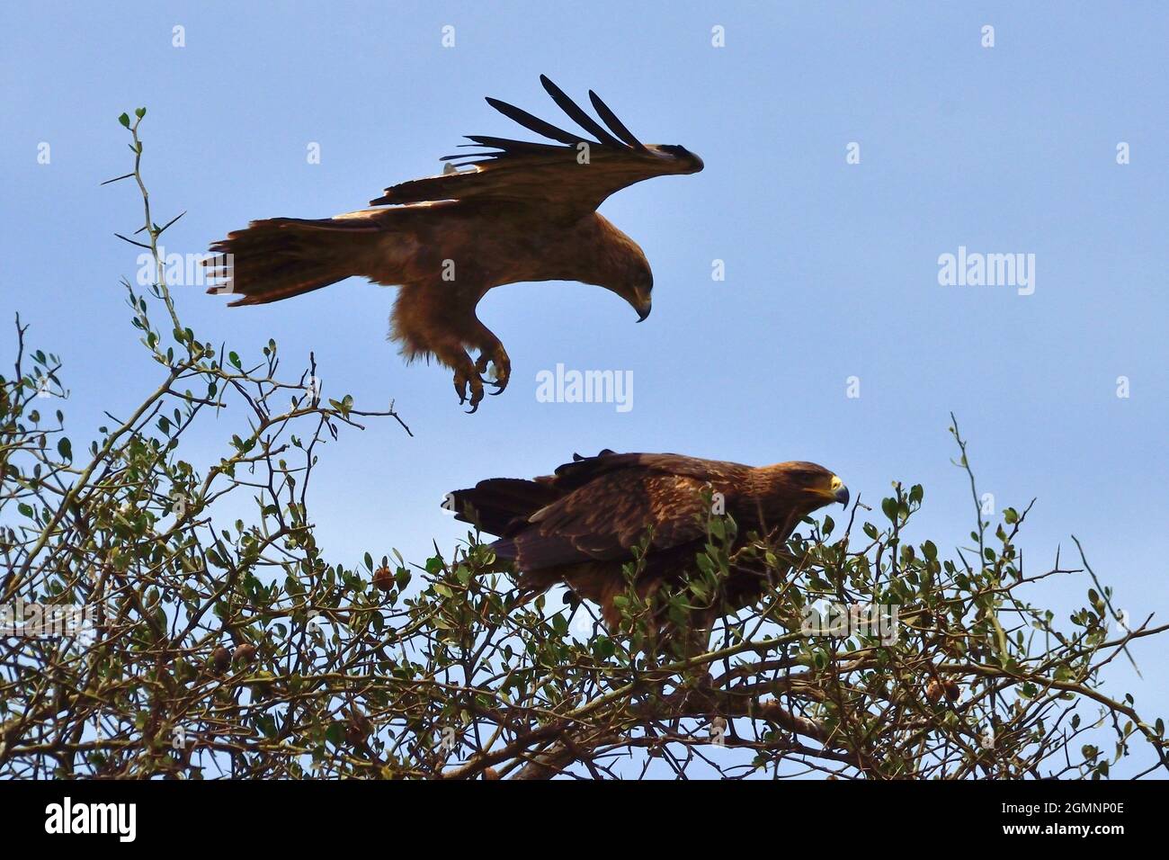 Steppenadler, steppe eagle, Aquila nipalensis, Seronera, Serengeti Nationalpark, Tansania, Ostafrika, tanzania, east africa Stock Photo