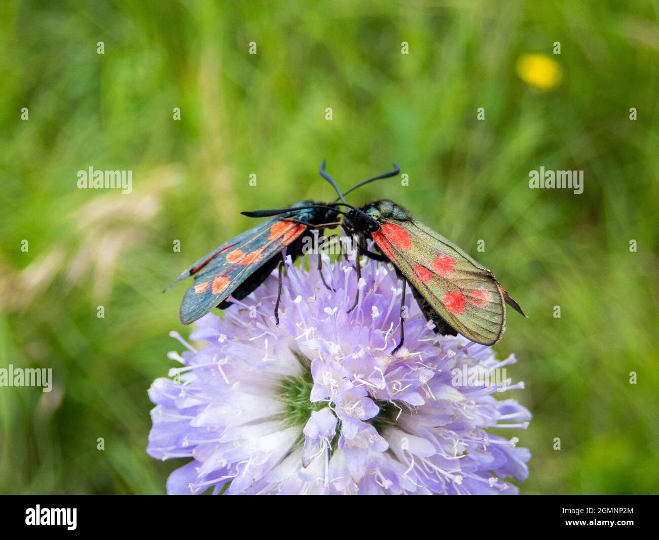 Pair of Six-Spot Burnet moths, Zygaena filipendulae, on a flower, Burkham Woods, Hampshire, UK Stock Photo