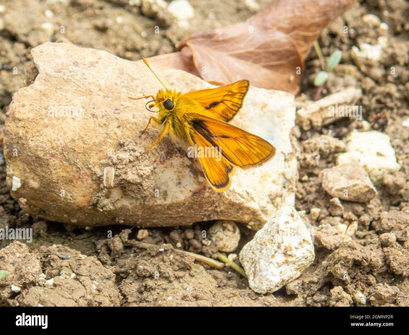 Large Skipper, Ochlodes sylvanus, colourful butterfly, resting on a stone, Wield, Hampshire, UK Stock Photo