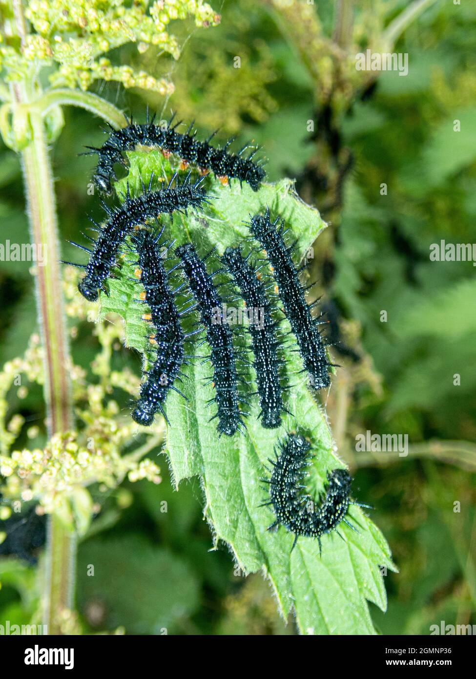 Peacock butterfly caterpillars larval group on a leaf, Wield, Hampshire, UK Stock Photo