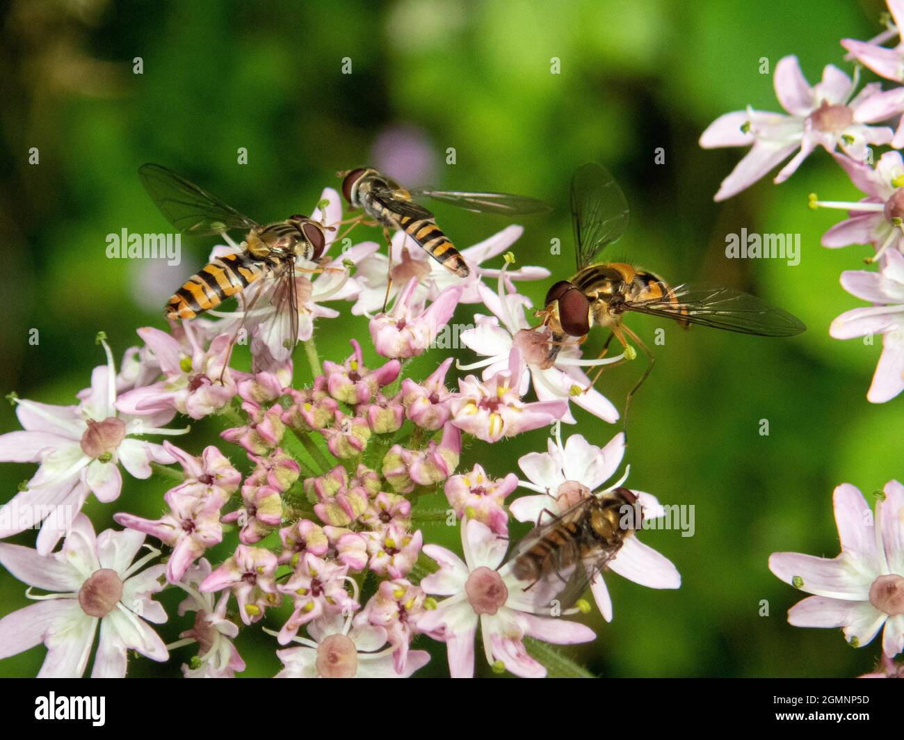 Hoverfies pollinating flowers, Wield, Hampshire, UK Stock Photo