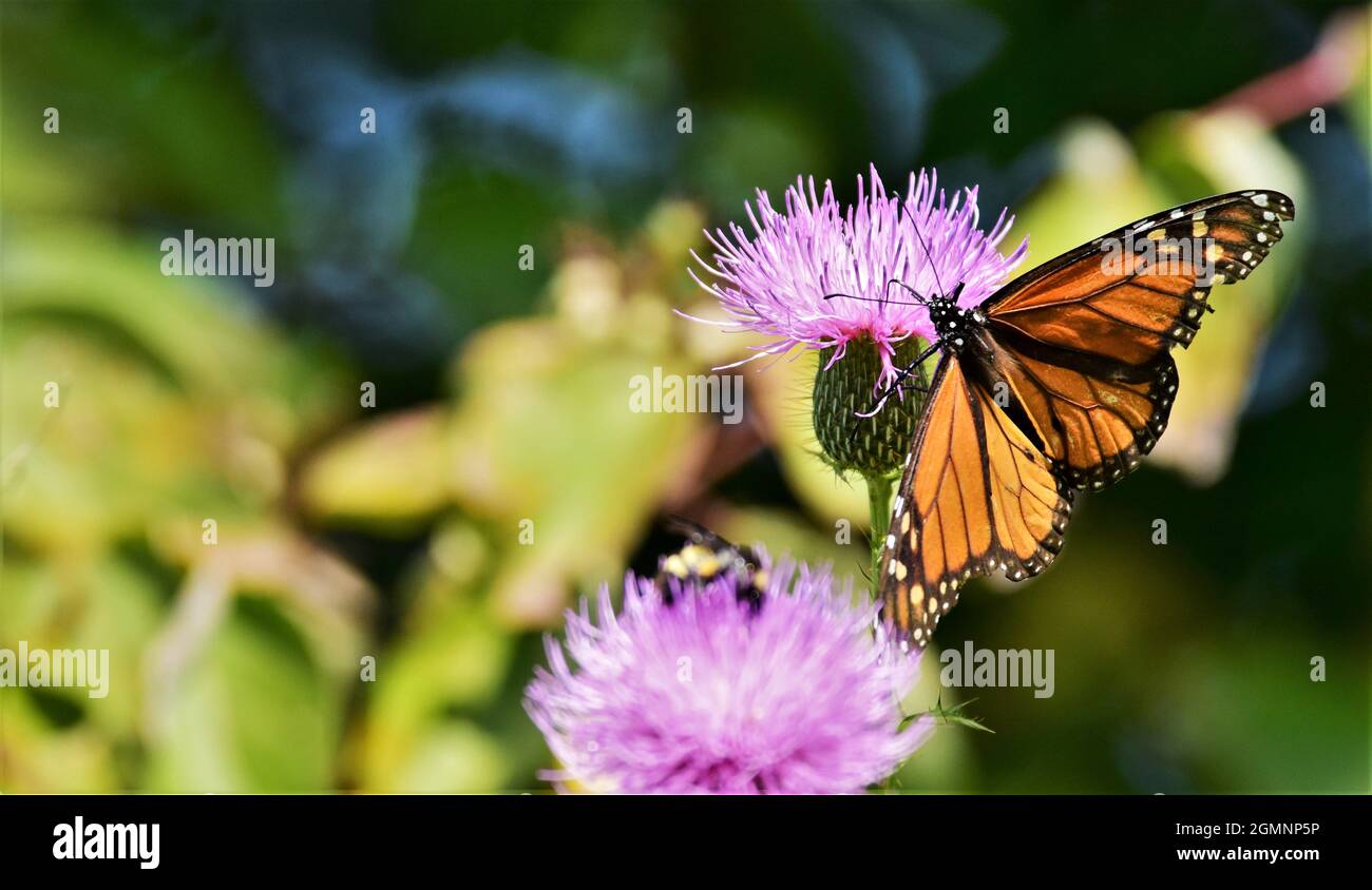 Wildflowers field butterflies hi-res stock photography and images - Alamy
