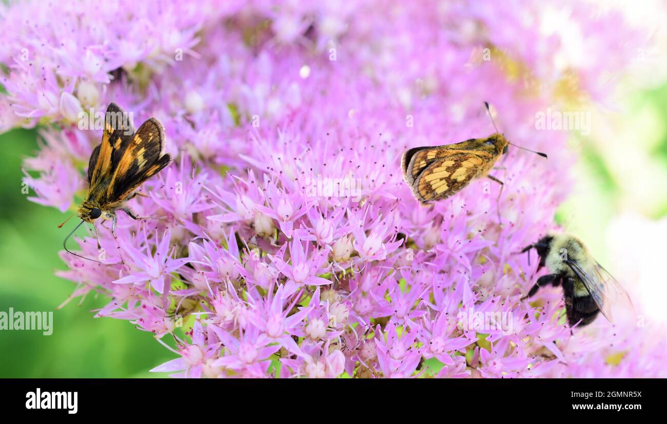 Macro image of two Peck's skipper butterflies with a Common eastern bumble bee on a Showy stonecrop plant which is also known as butterfly stonecrop. Stock Photo