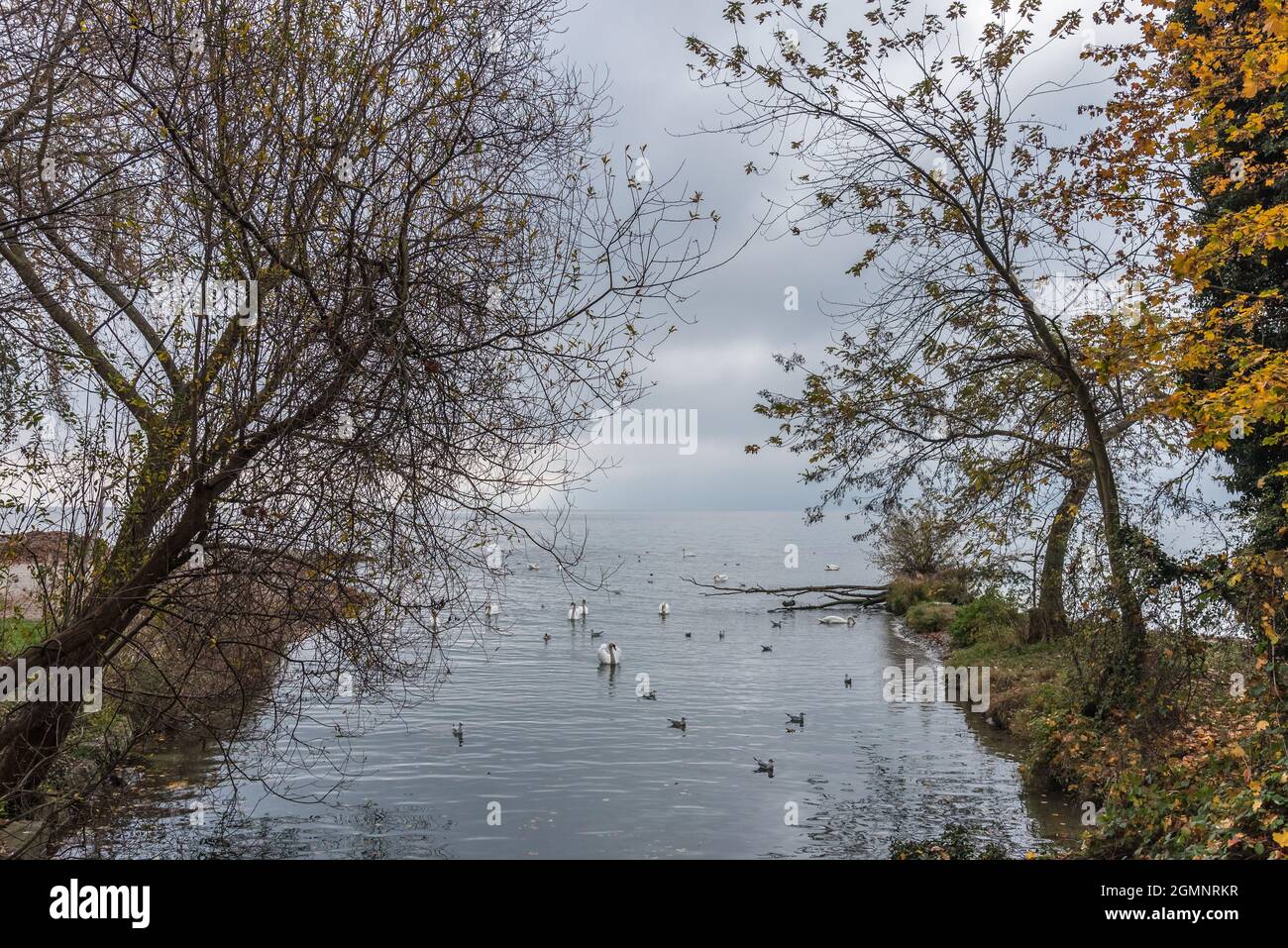 Some swans and birds floating near the end of the river that meets the open sea with some trees on both sides. Concept of animals and landscape. Stock Photo