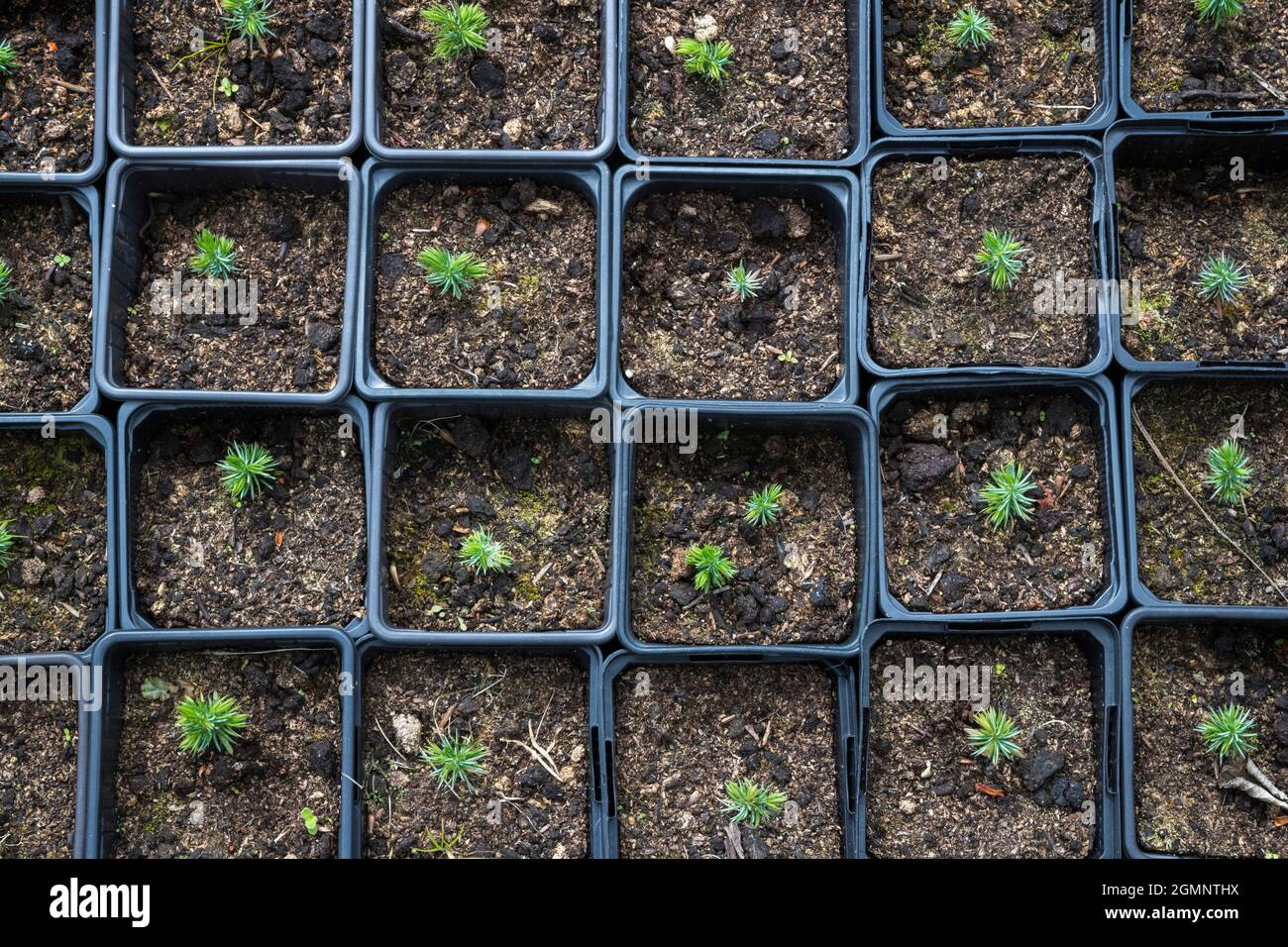 Juniper seedlings (Juniperus communis) being propagated to recolonise moorland, Hepple estate, Northumberland Stock Photo