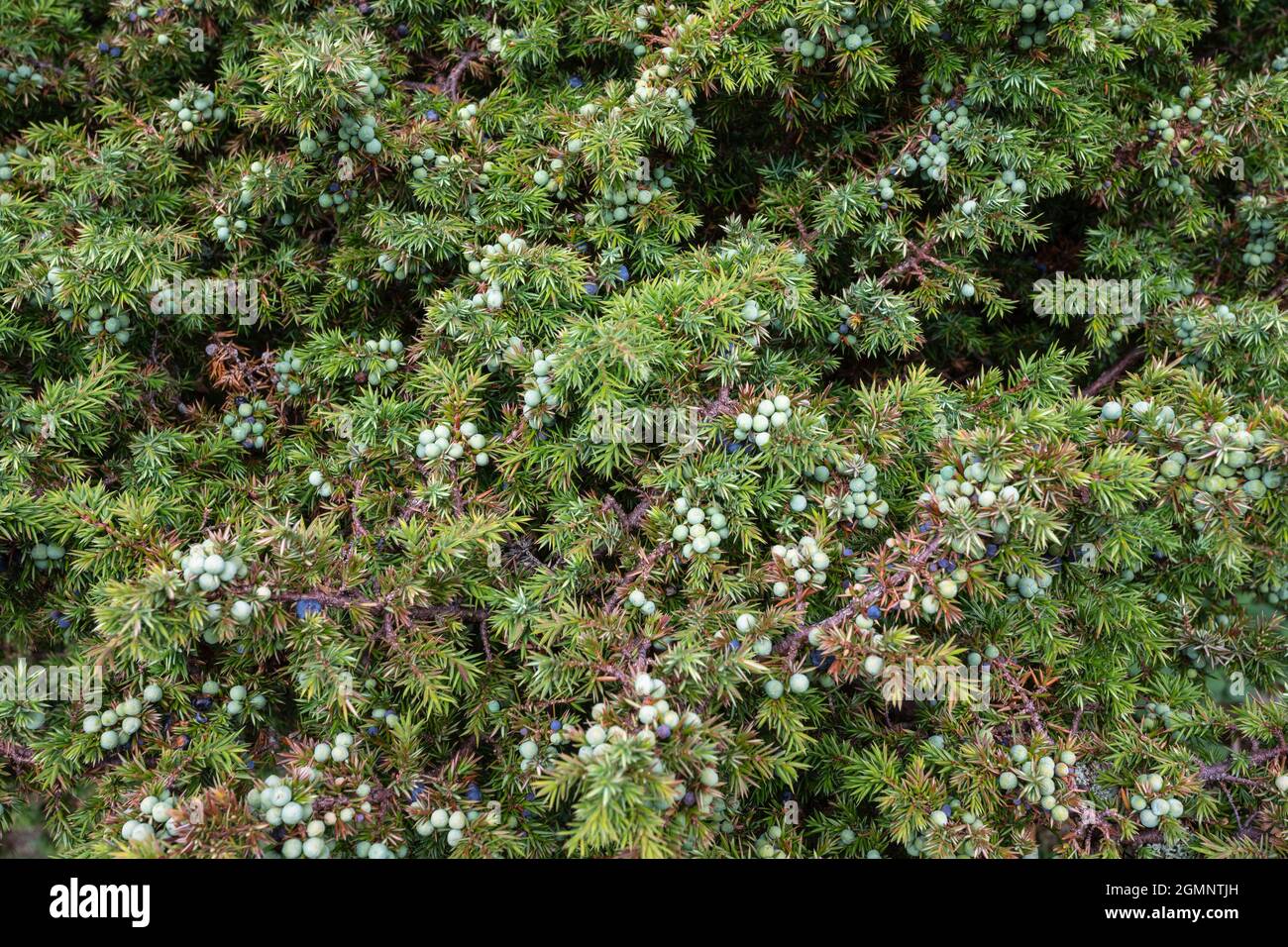 Juniper (Juniperus communis) cones ('berries'), Hepple estate, Northumberland Stock Photo