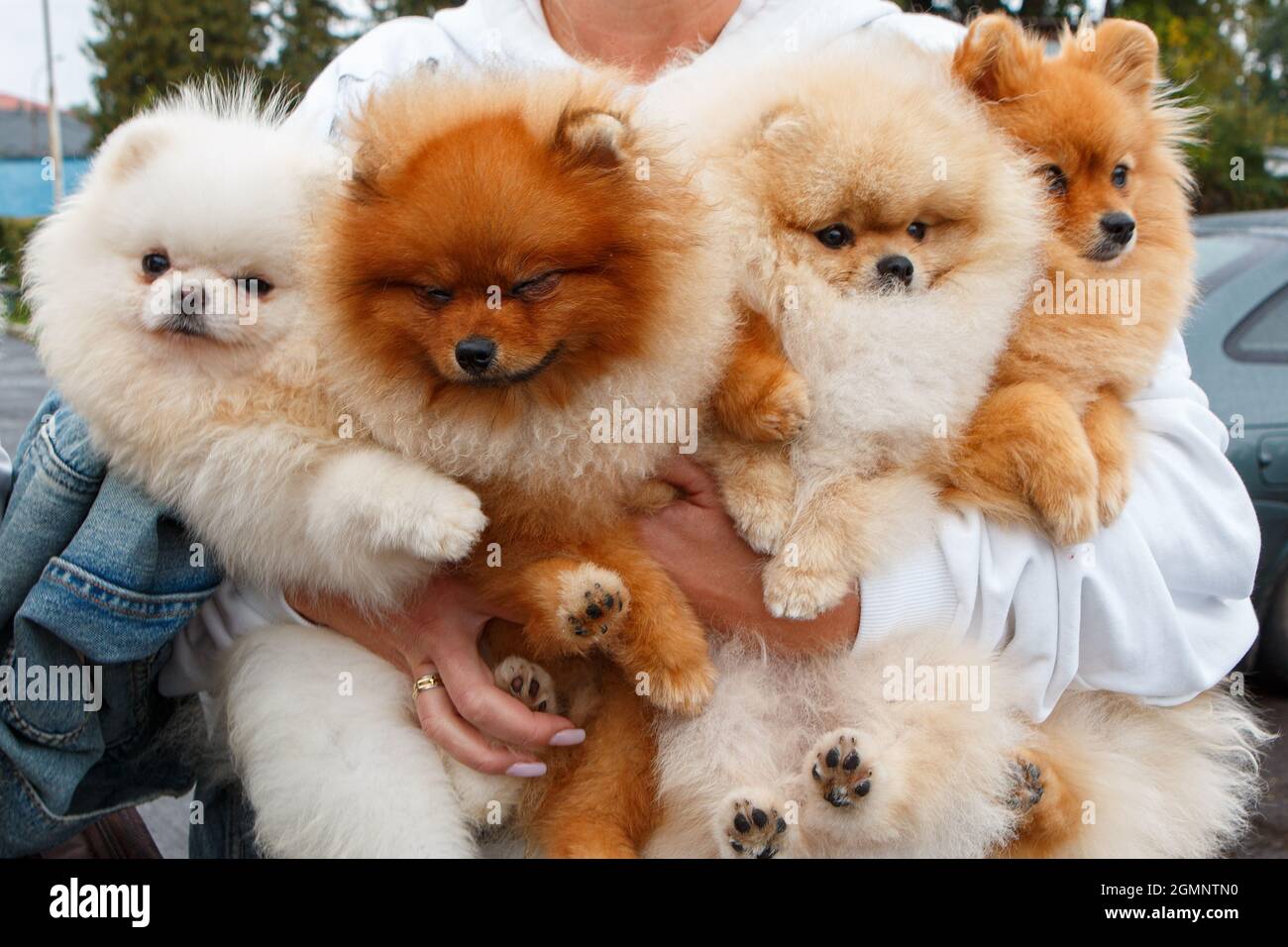Fci pomeranian sale