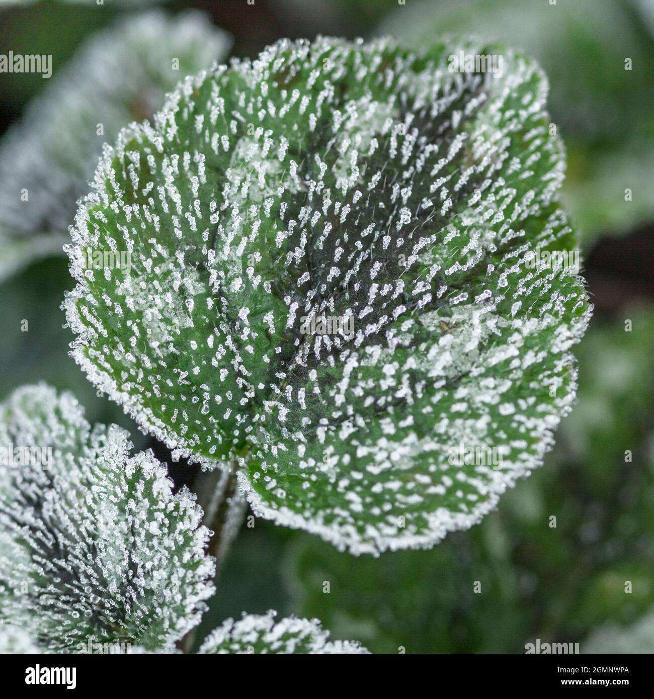 Close shot of frosted leaf of the variegated version of Yellow Archangel in winter time. Stock Photo
