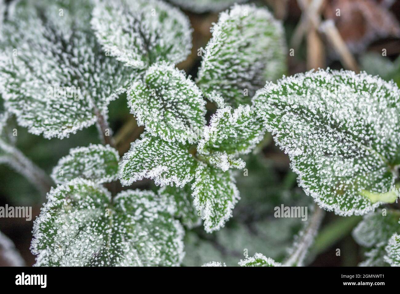 Frosted leaves of Yellow Archangel in winter time. Bitter winter weather. Frosty relations concept. Stock Photo