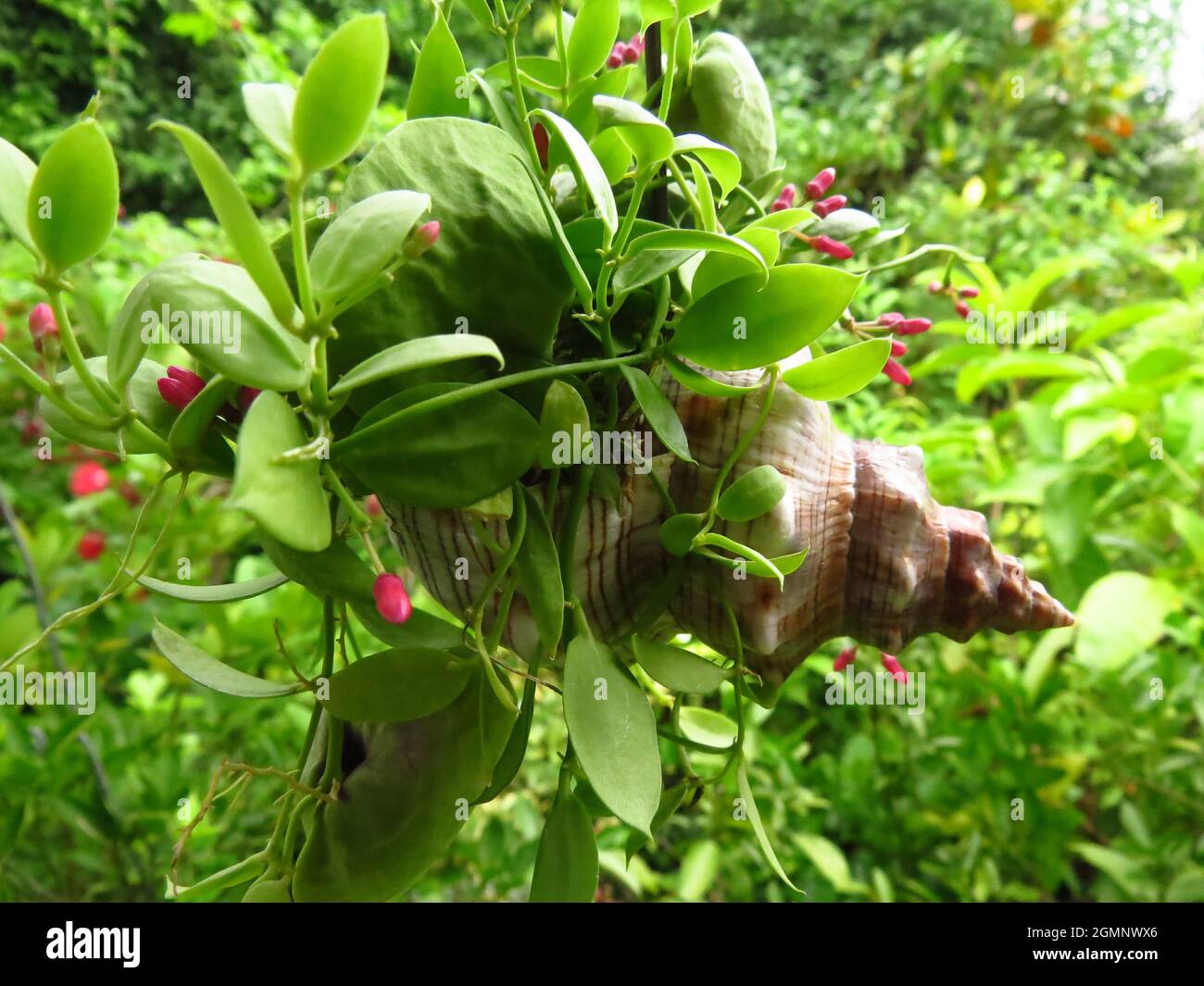 Closeup of green leaves Stock Photo - Alamy