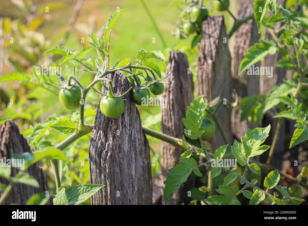 Old rustic wooden fence with green plants on and over it Stock Photo ...