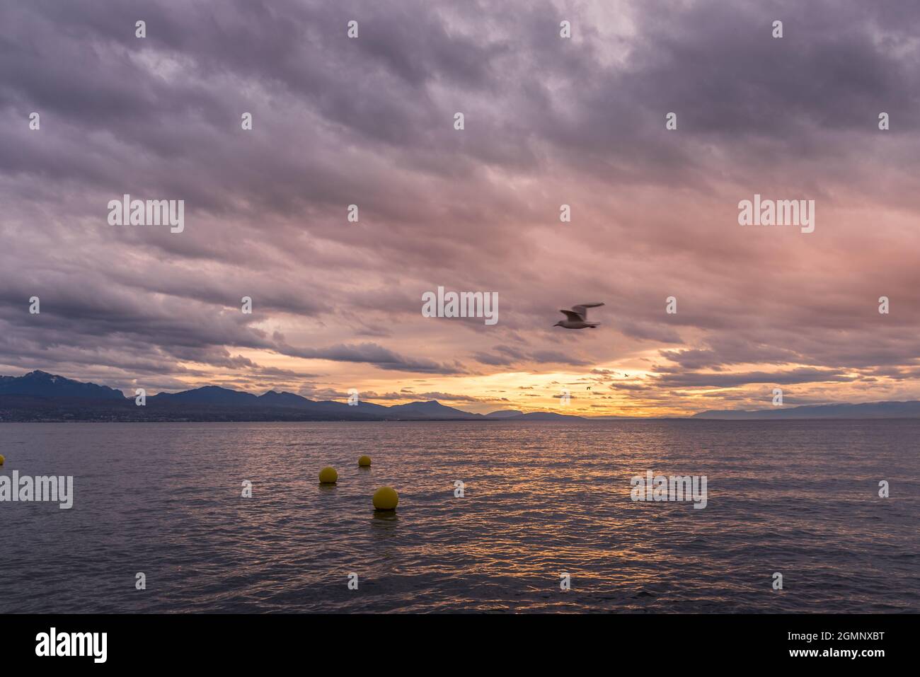 A seascape at sunset with buoys in the water and a seagull in flight. Concept of seascape. Stock Photo