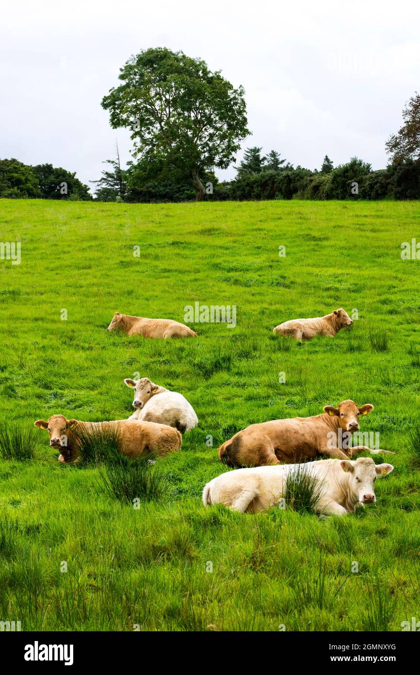 Cattle, cows, livestock sitting down in field expecting rain as tradition believes. Stock Photo