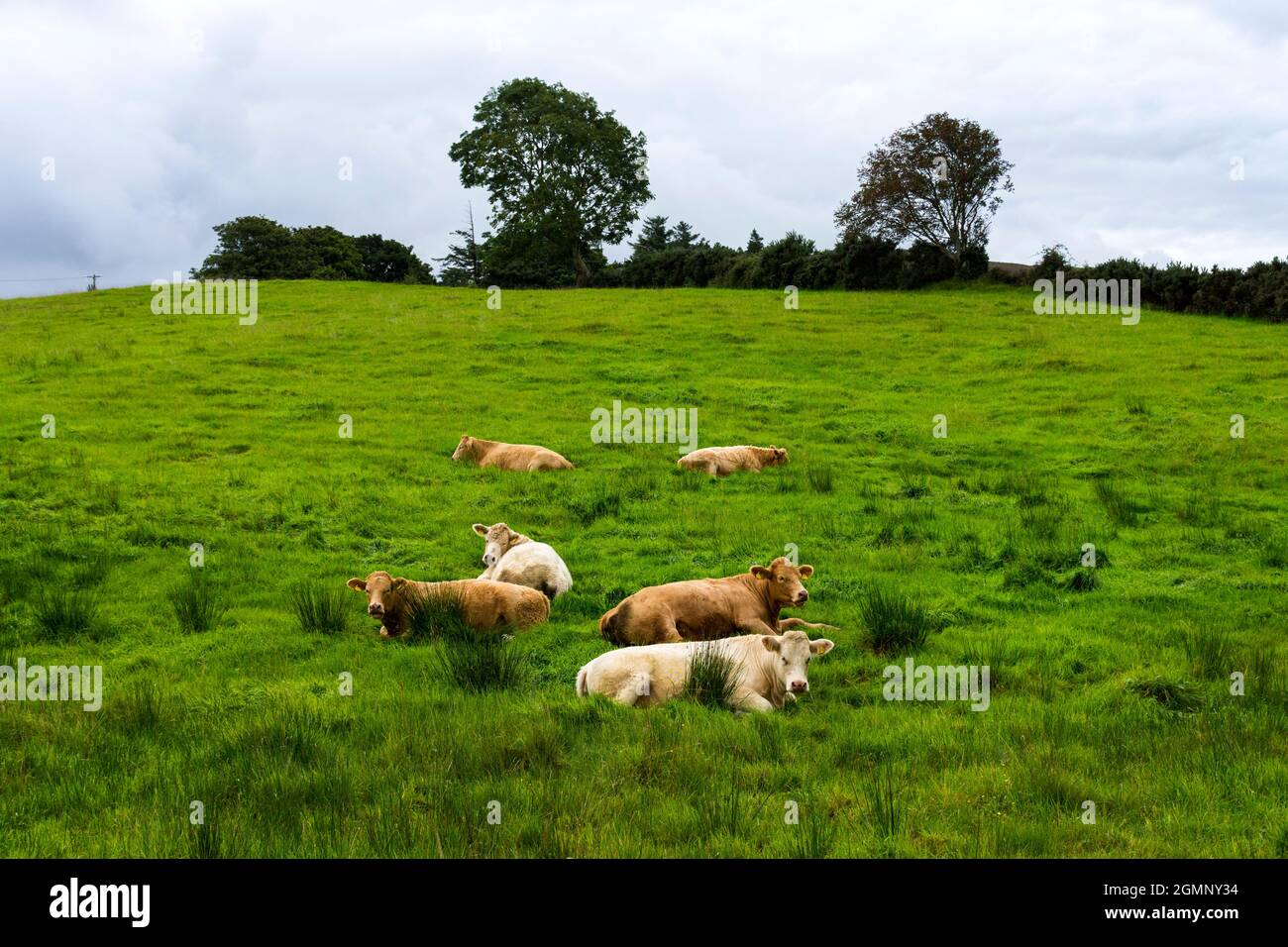 Cattle, cows, livestock sitting down in field expecting rain as tradition believes. Stock Photo