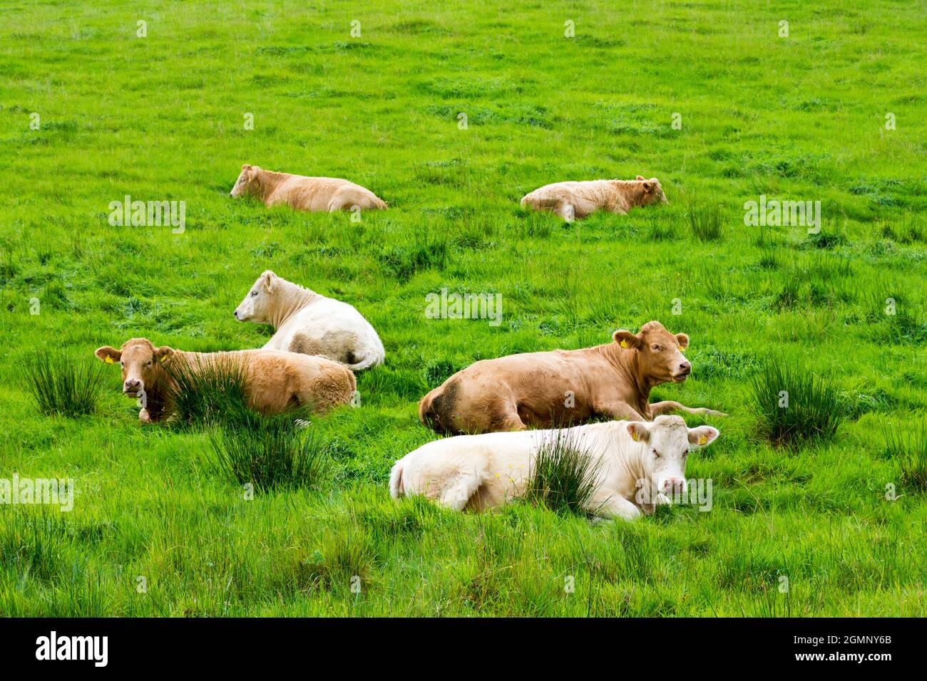 Cattle, cows, livestock sitting down in field expecting rain as tradition believes. Stock Photo