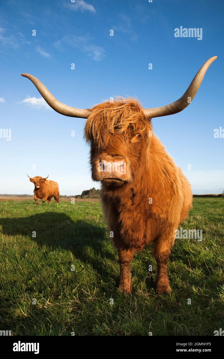 Highland cattle, conservation grazing on Loch of Kinnordy RSPB reserve, Kirriemuir, Angus, Scotland, UK Stock Photo