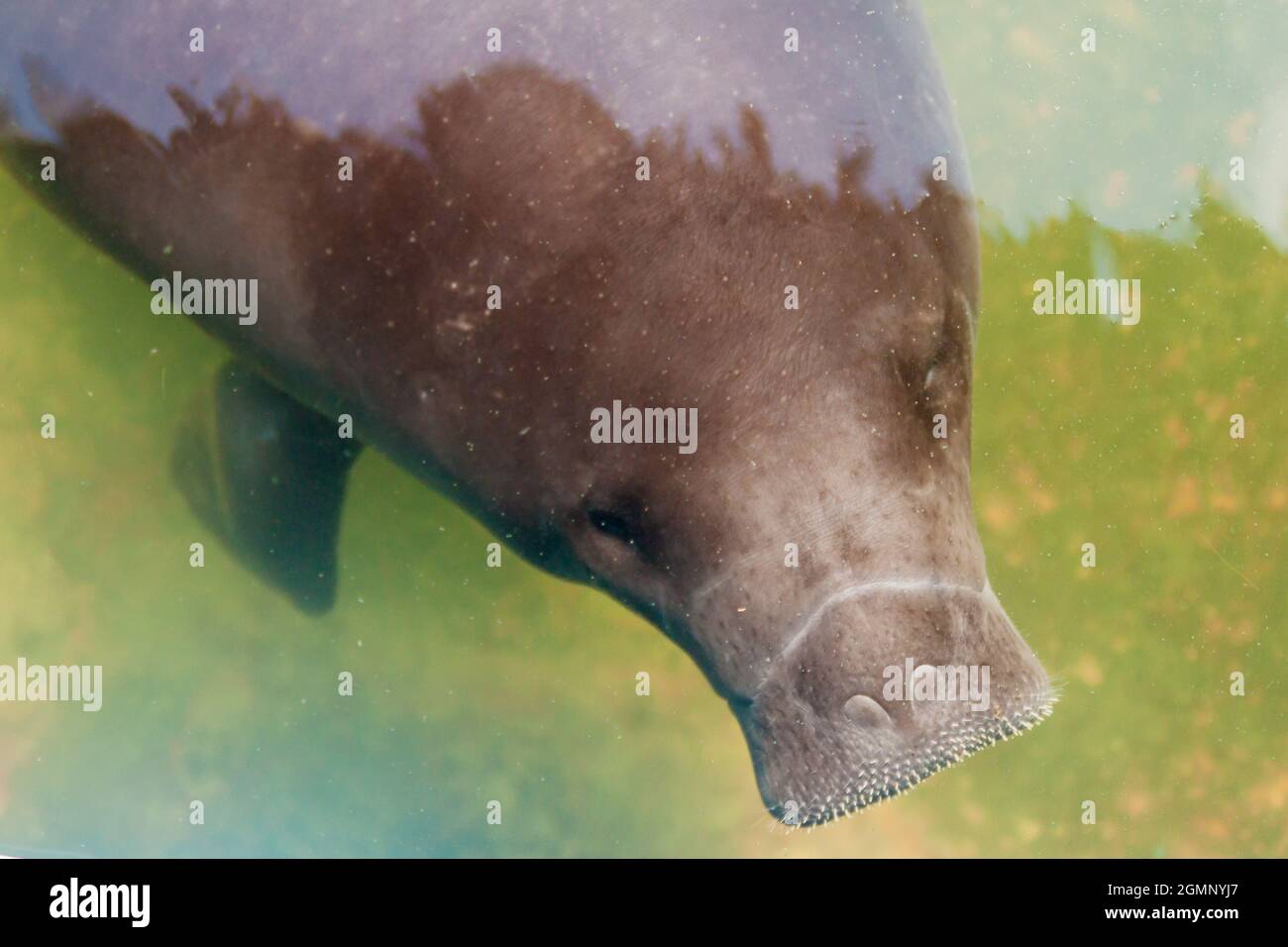 The Amazonian manatee (Trichechus inunguis) in Amazon Manatee Rescue