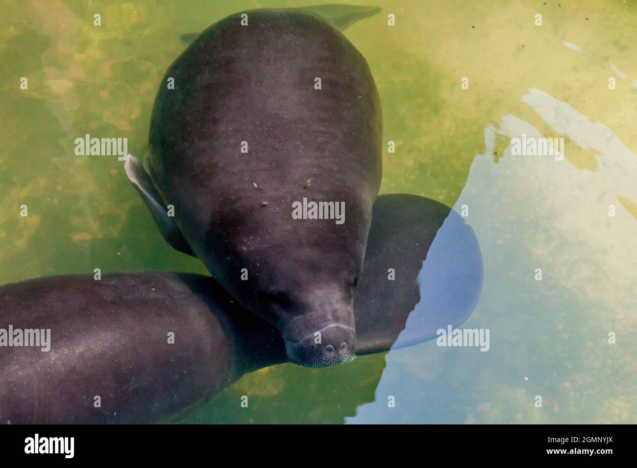 Amazonian manatee rescue center hi-res stock photography and images - Alamy