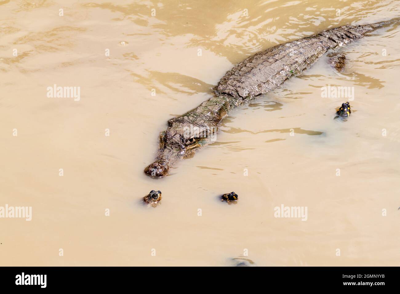 The yellow-spotted Amazon river turtle (Podocnemis unifilis) and spectacled  caiman (Caiman crocodilus) in Fundo Pedrito animal farm in village Barrio  Stock Photo - Alamy