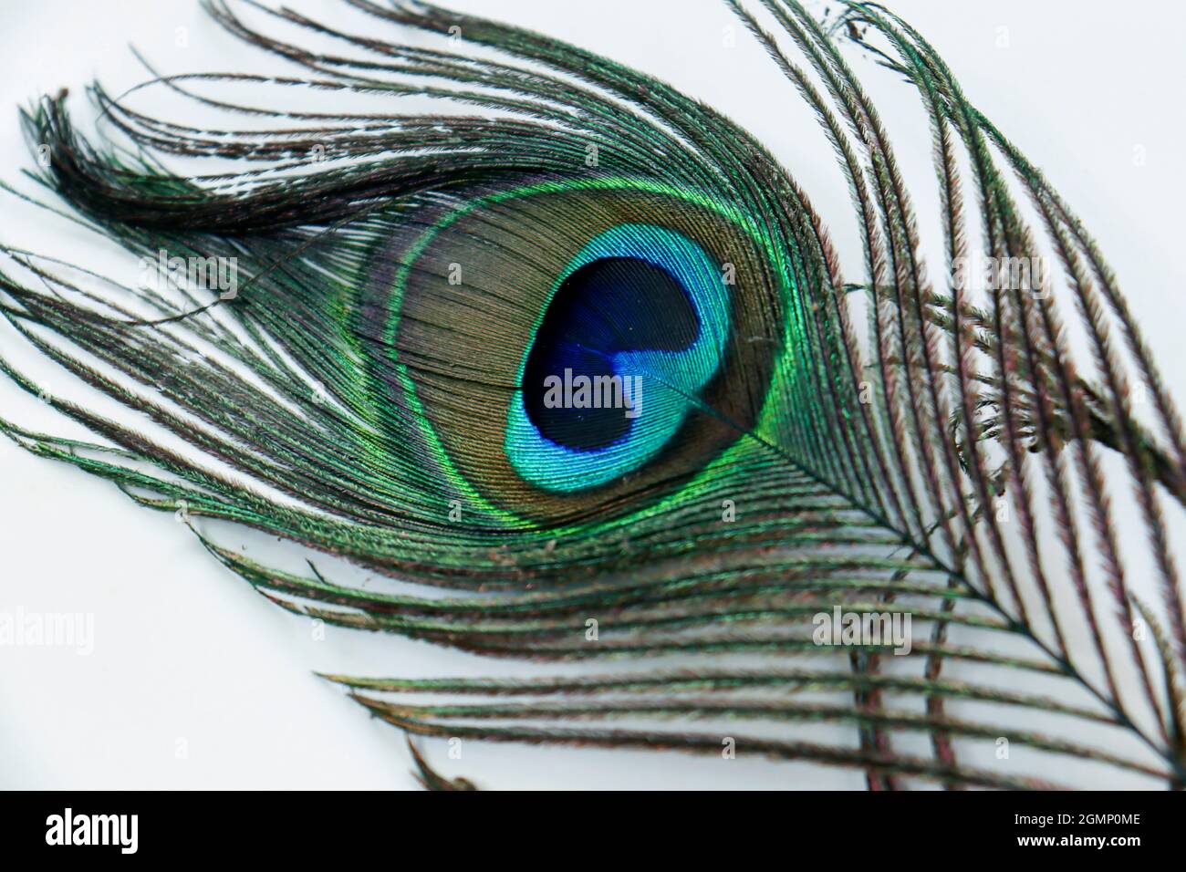 shiny Peacock feather in the white backgrounds Stock Photo