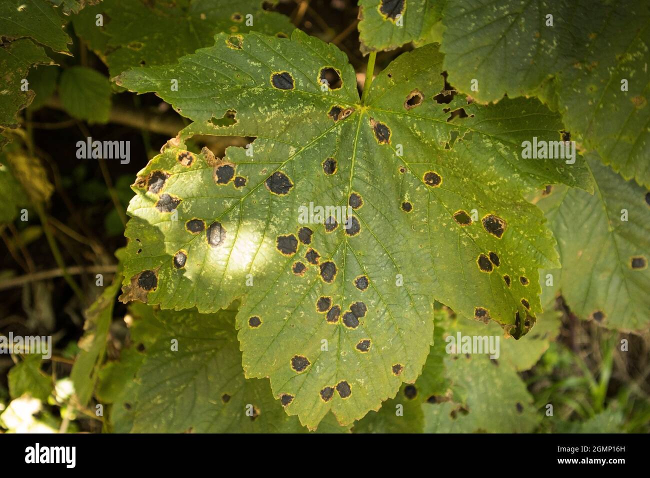 The black tar like spots of fungus appear in the leaves of the Sycamore