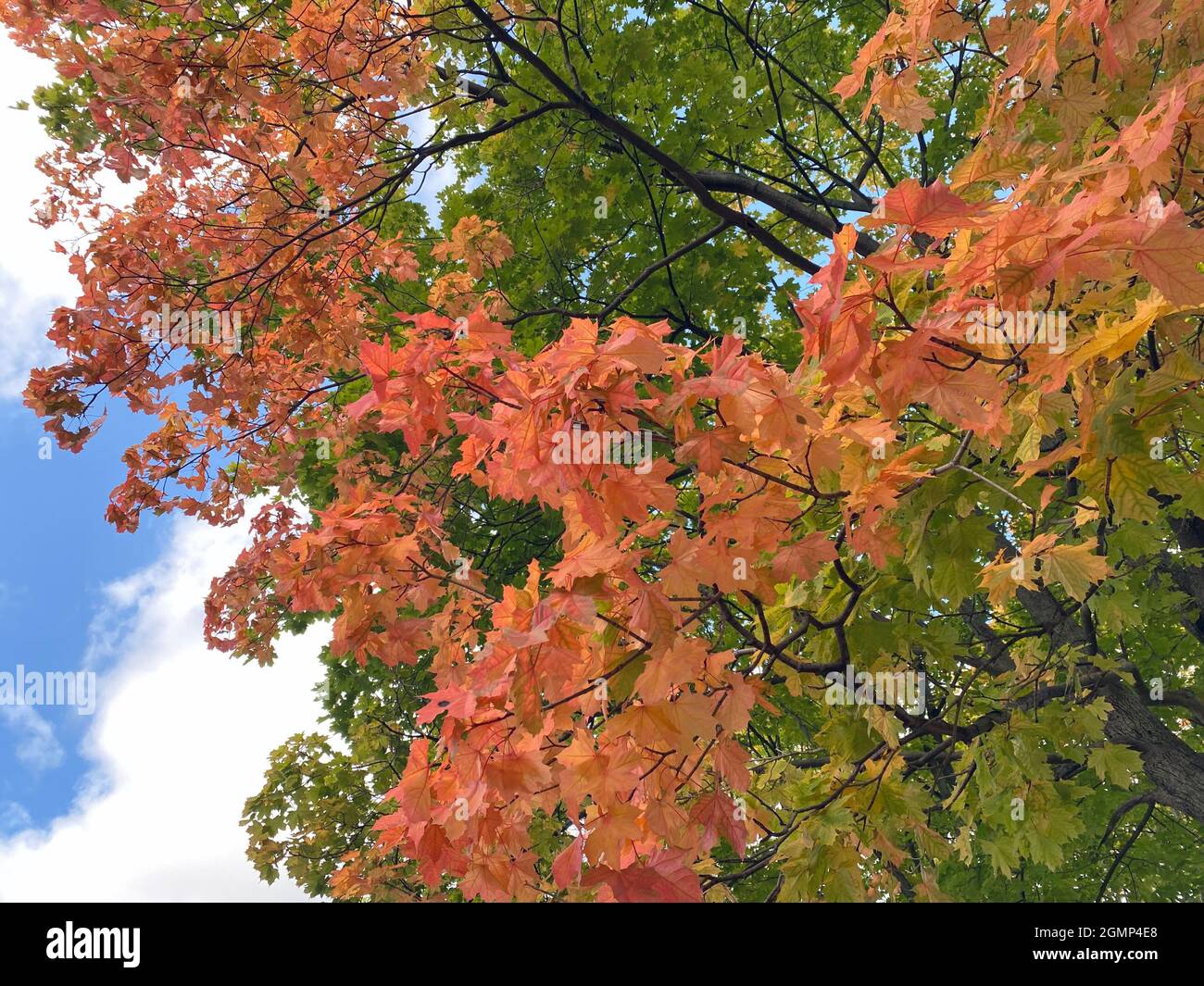yellow maple leafs on tree at dry sunny autumn Stock Photo - Alamy
