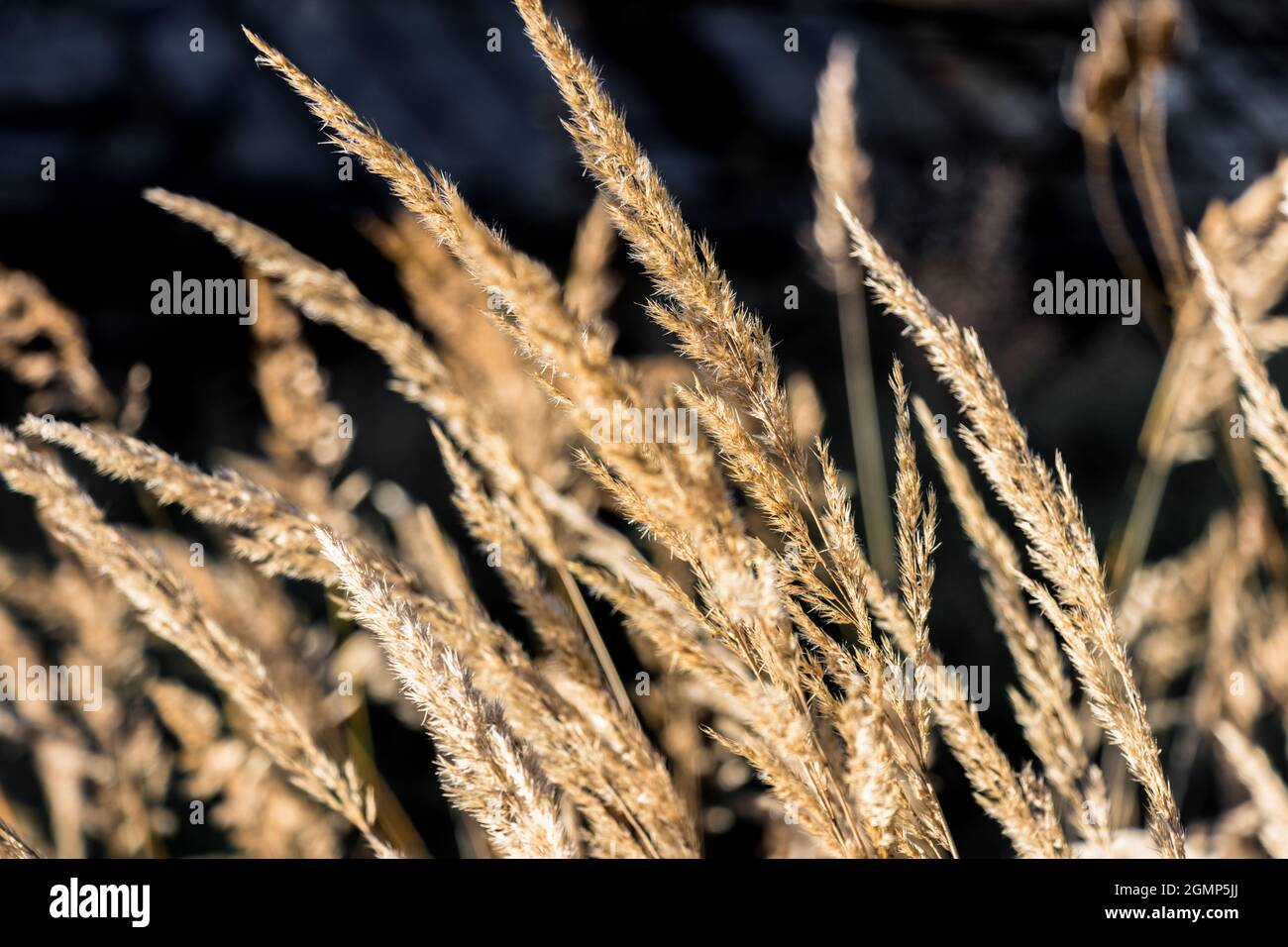 Golden grass field hi-res stock photography and images - Alamy