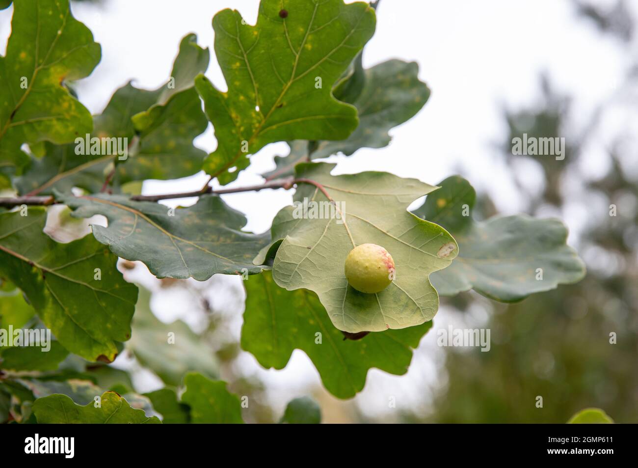 Cynips quercusfolii known as gall wasp, round ball gall underside of common oak leaf Quercus robur. Inside is bug larva. Autumn day. Stock Photo