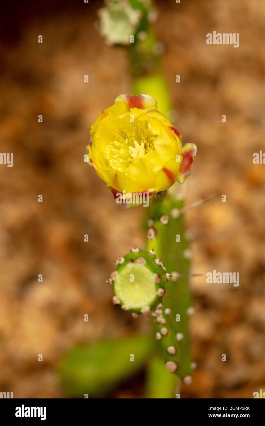 Surprising Optuntia Jamaicensis in flower, with paddle fading out of focus, in close up Stock Photo
