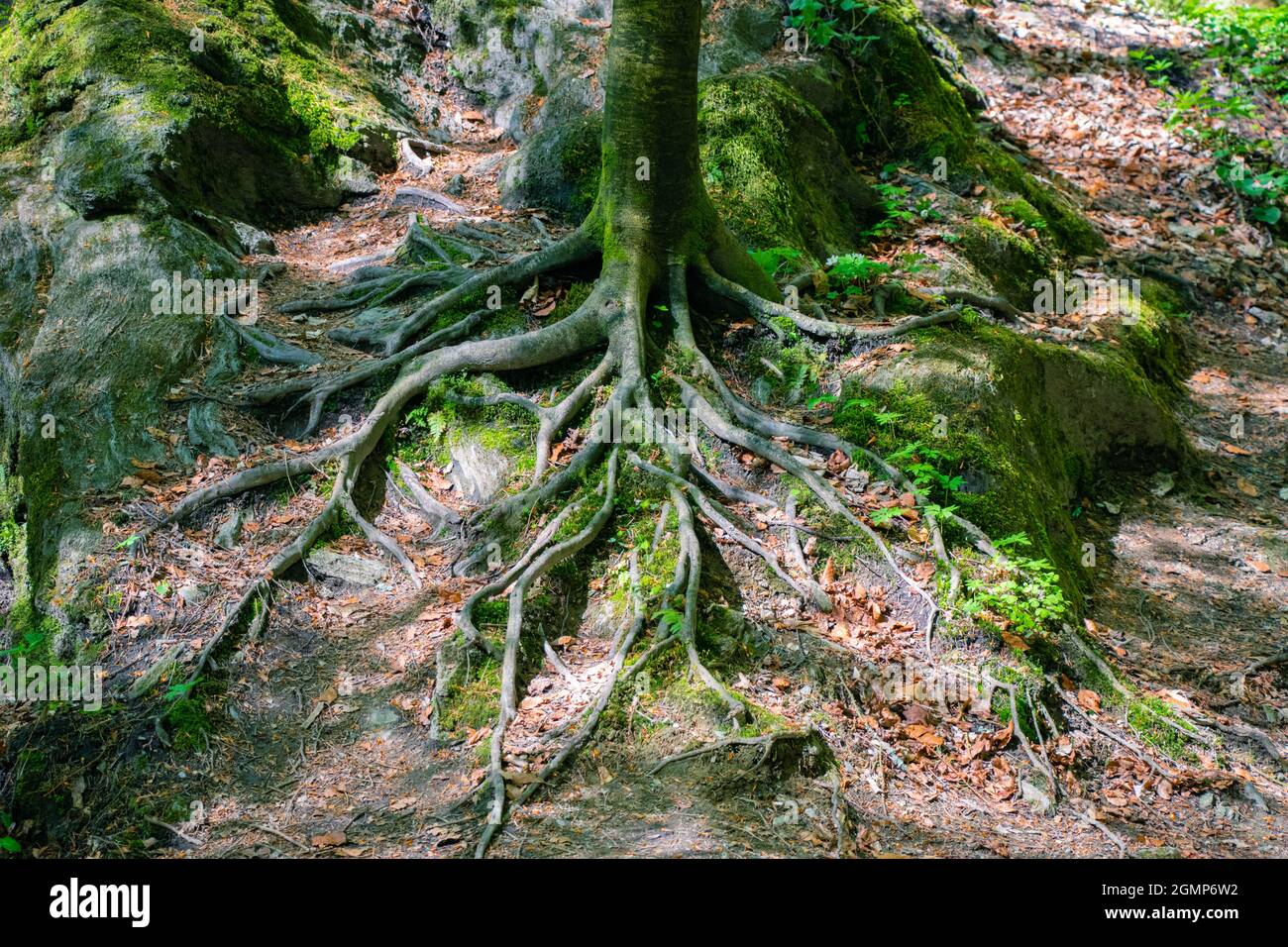 Tree roots spreading hi-res stock photography and images - Alamy