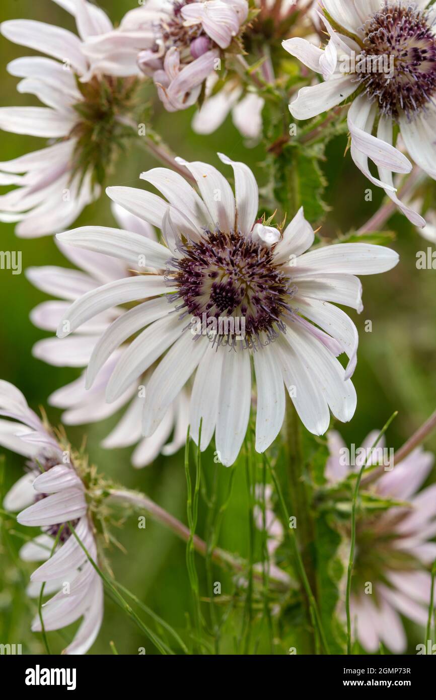 Outstanding Berkheya Purpurea – Zulu Warrior flowering, natural flower study in high resolution close-up Stock Photo