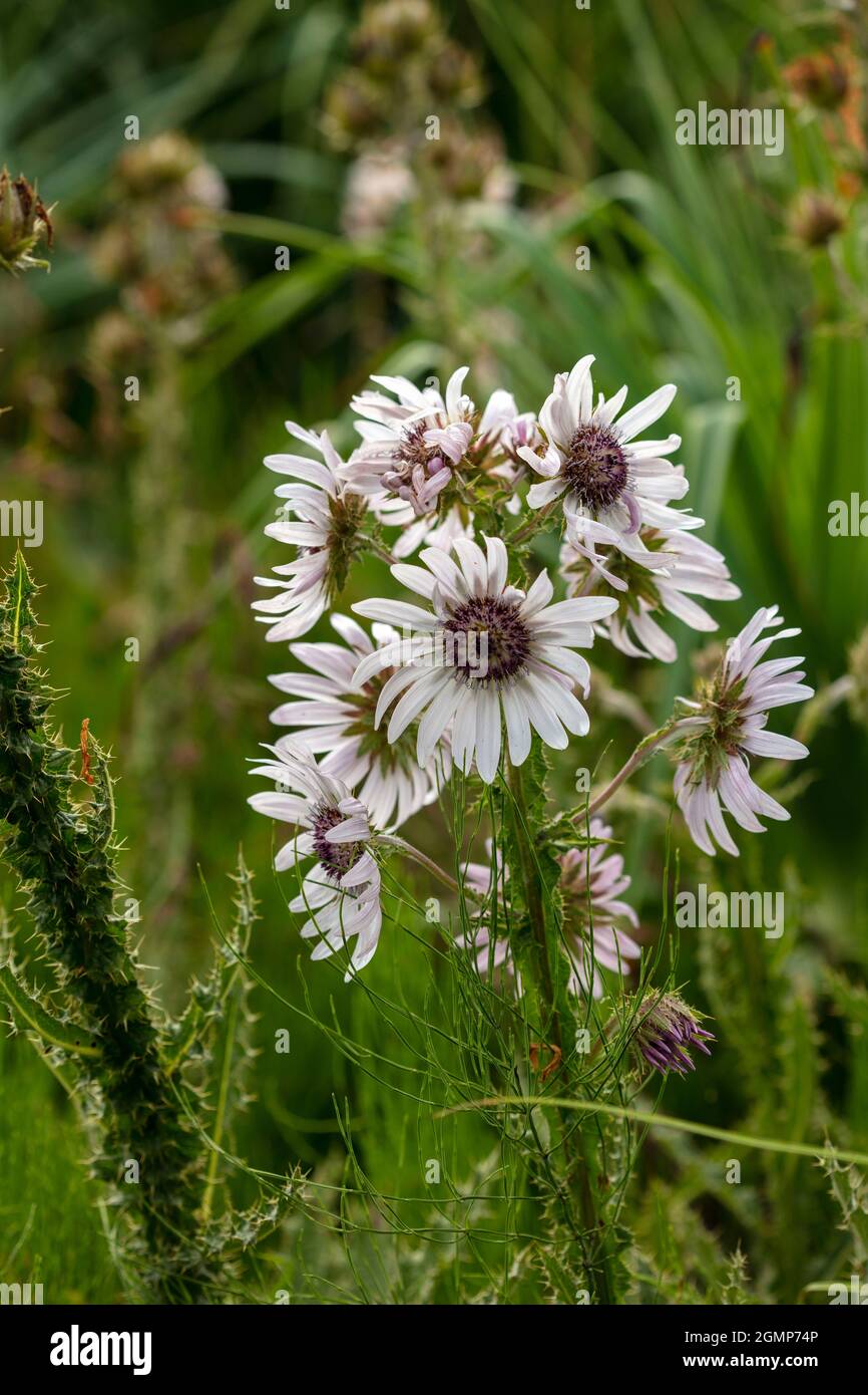 Outstanding Berkheya Purpurea – Zulu Warrior flowering, natural flower study in high resolution close-up Stock Photo