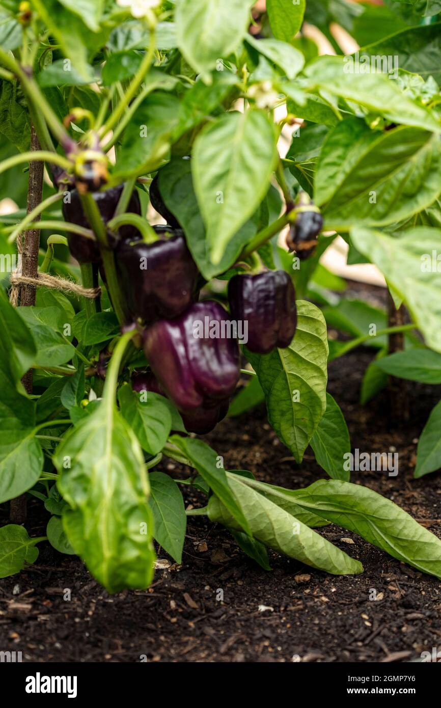 Mild Sweet Pepper ‘Tequila,Tequila bell pepper, natural food plant
