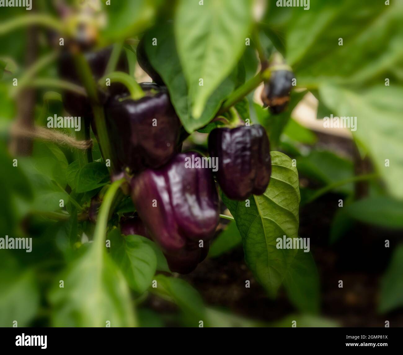 Mild Sweet Pepper ‘Tequila,Tequila bell pepper, natural food plant