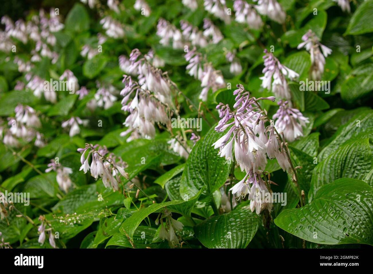 Interesting Hosta rectifolia, straight-leaved plantain lily flowering, natural plant portrait in close-up Stock Photo
