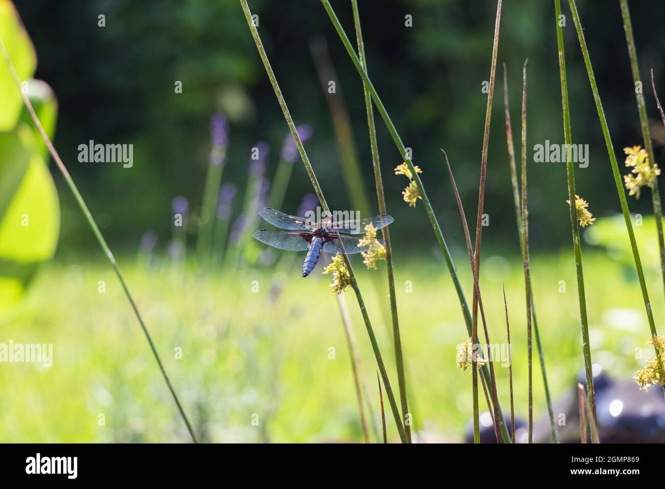 close up on dragonfly sitting on a blade of grass Stock Photo - Alamy