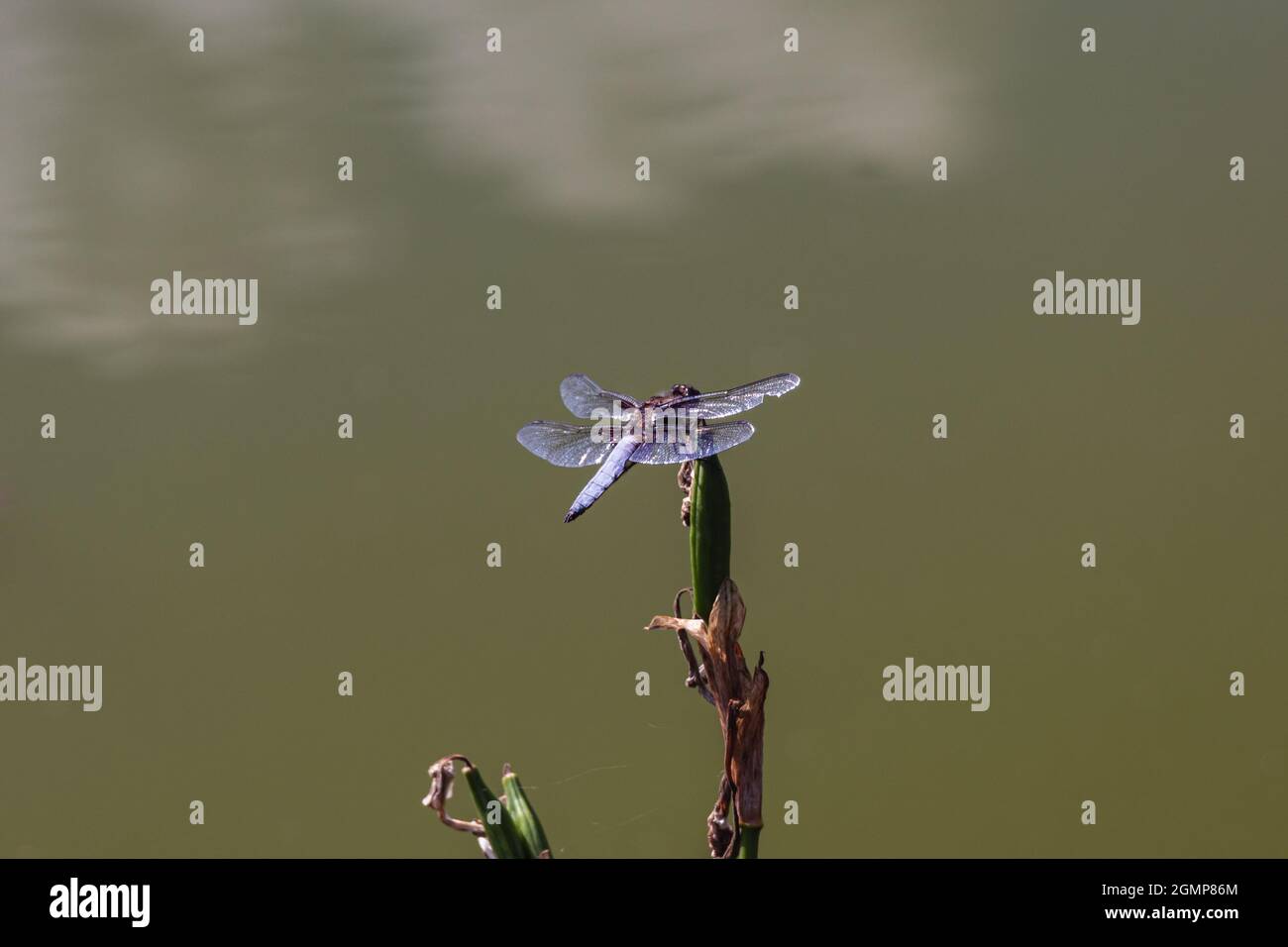 close up on dragonfly sitting on a blade of grass Stock Photo - Alamy