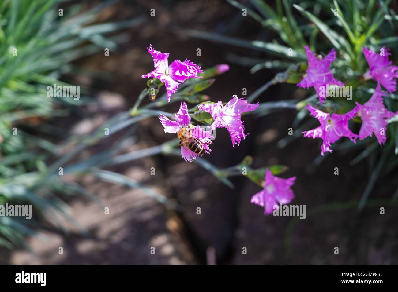 Pink flowers with bee hi-res stock photography and images - Alamy