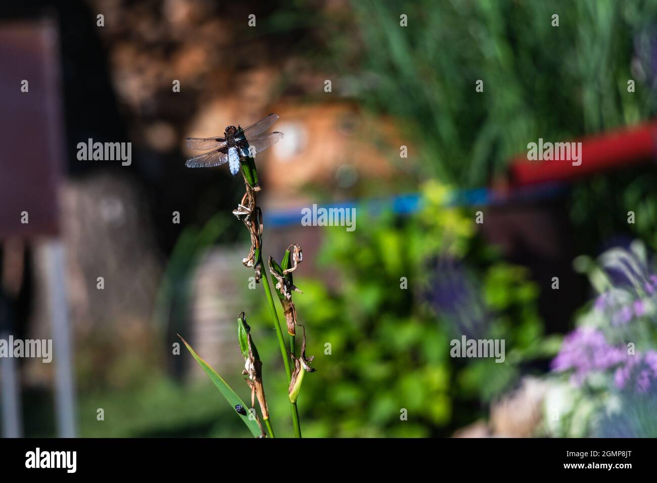 close up on dragonfly sitting on a blade of grass Stock Photo - Alamy