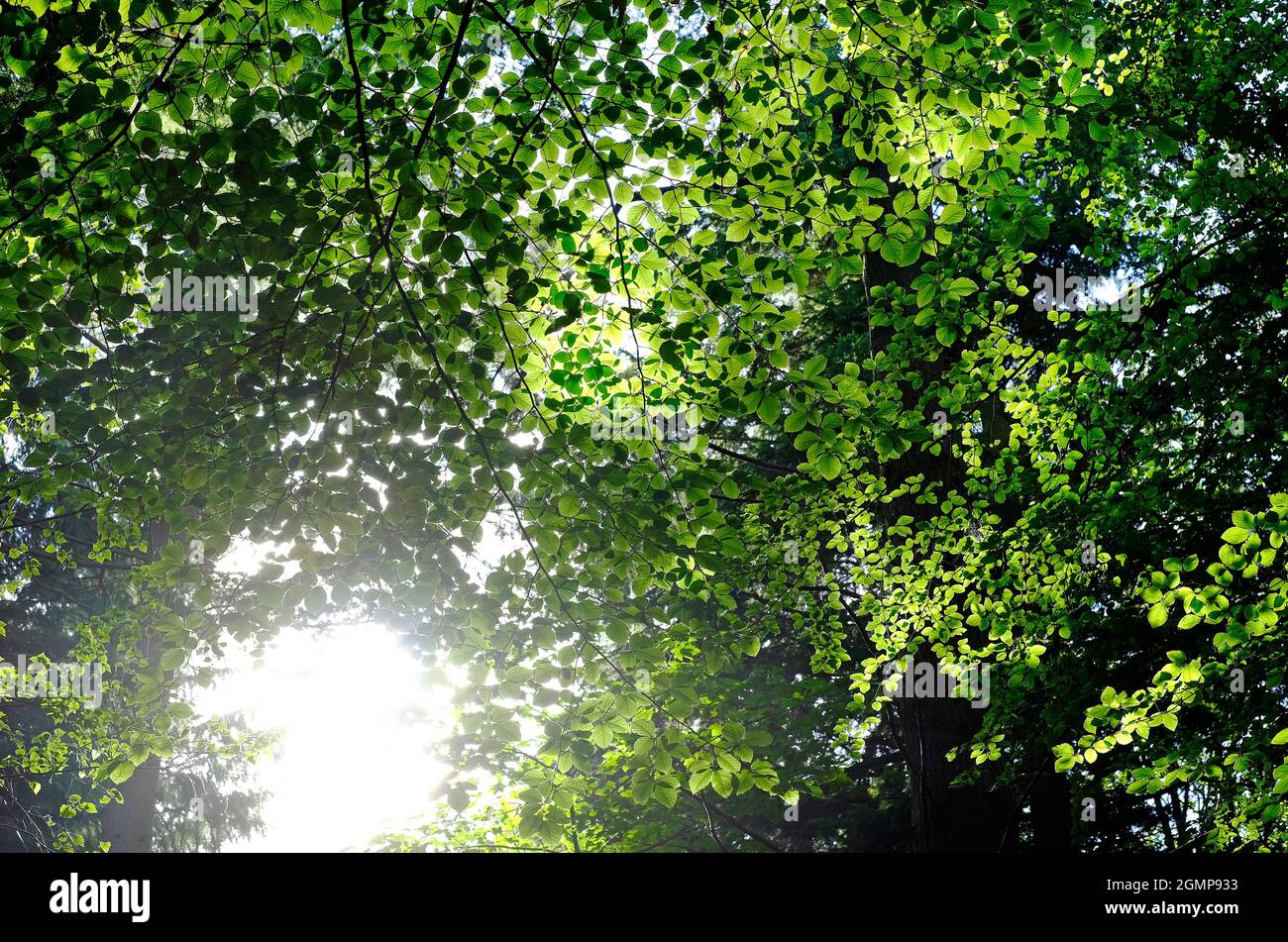 sun shining through green beech leaves on tree in woodland, norfolk, england Stock Photo