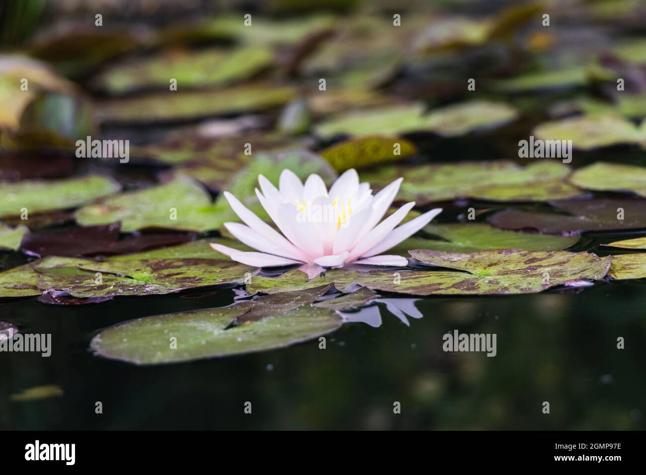 Water lily on garden hi-res stock photography and images - Alamy