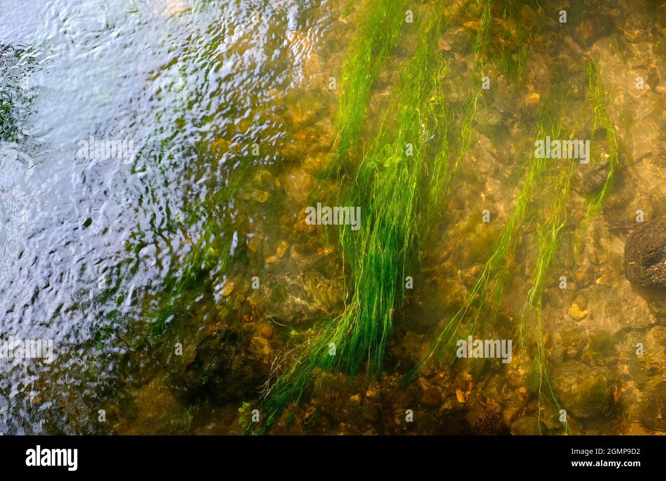 clear, clean water in the river glaven, north norfolk, england Stock Photo