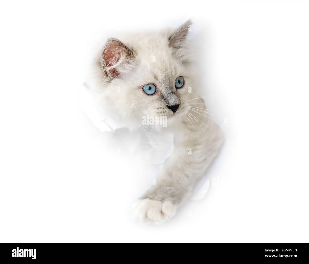 Ragdoll cat in light room Stock Photo