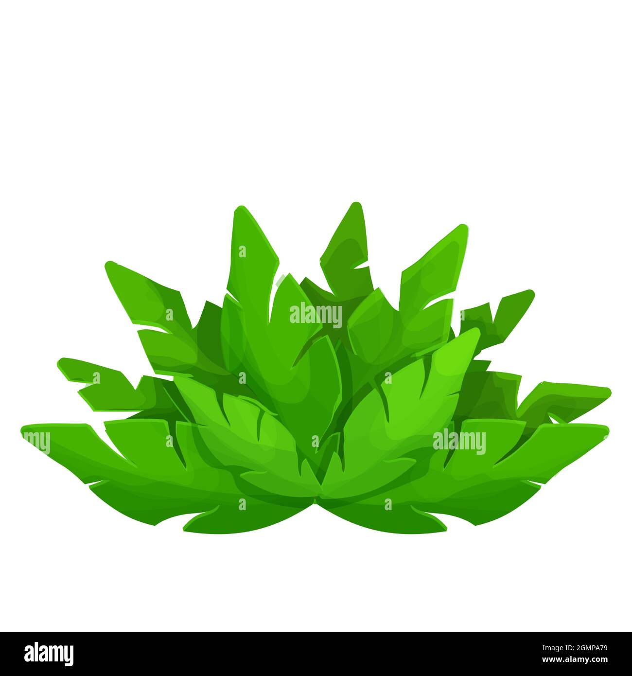 Tropical bush, jungle palm leaves in cartoon style isolated on white  background. Green foliage, wild floral decoration. . Vector illustration  Stock Vector Image & Art - Alamy