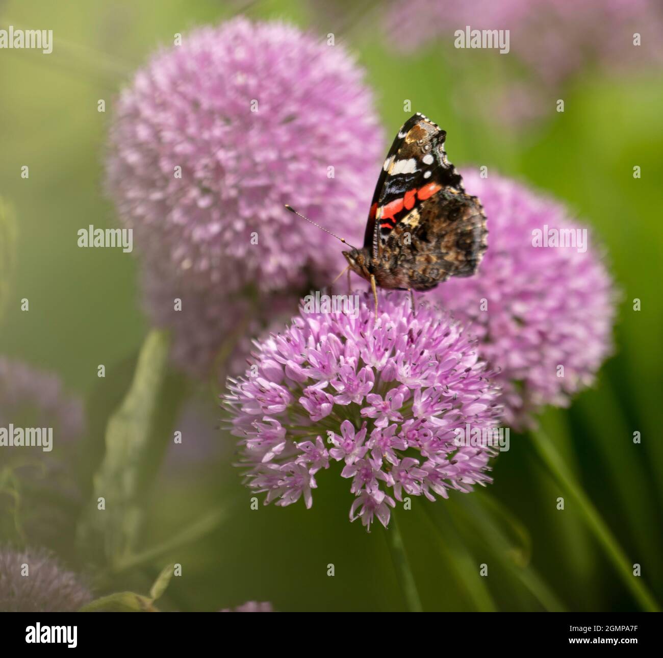 Colourful butterfly feeding on round flowers Stock Photo