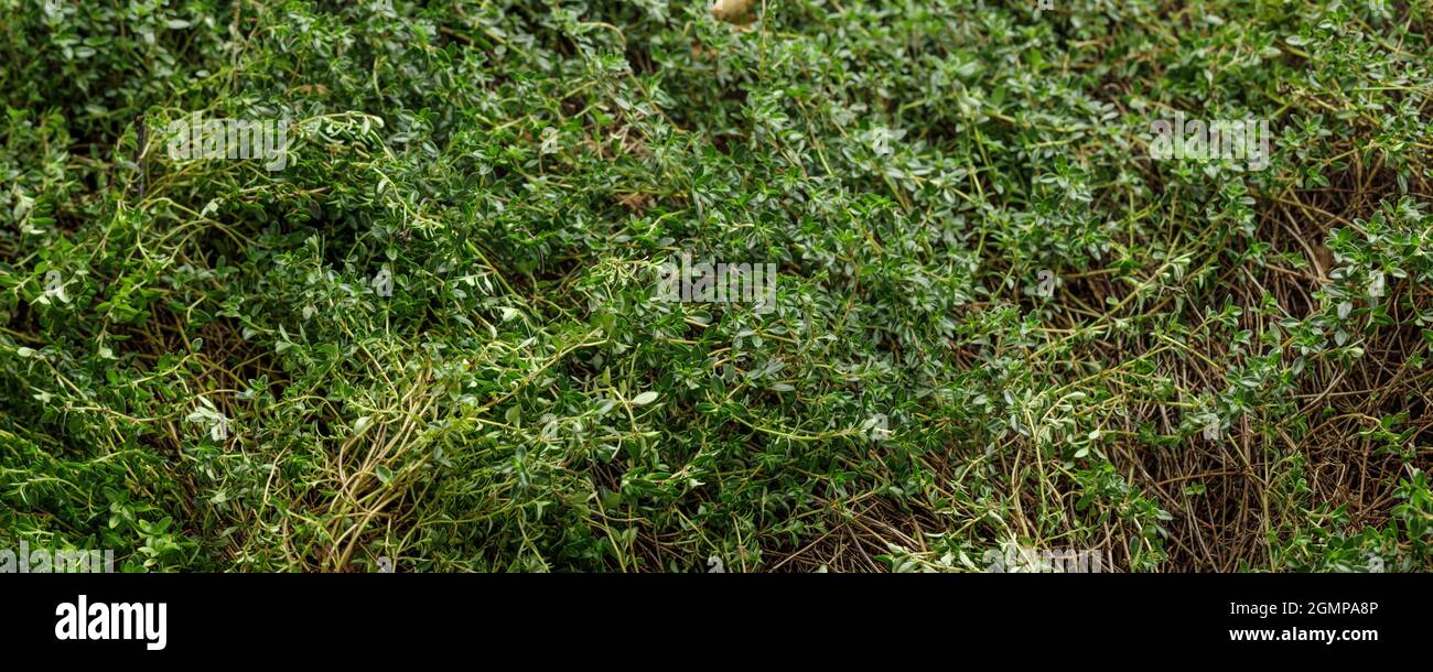 Full frame of fresh green Thyme. Thyme or Thymus vulgaris - perennial herb with tiny aromatic leaves. Stock Photo
