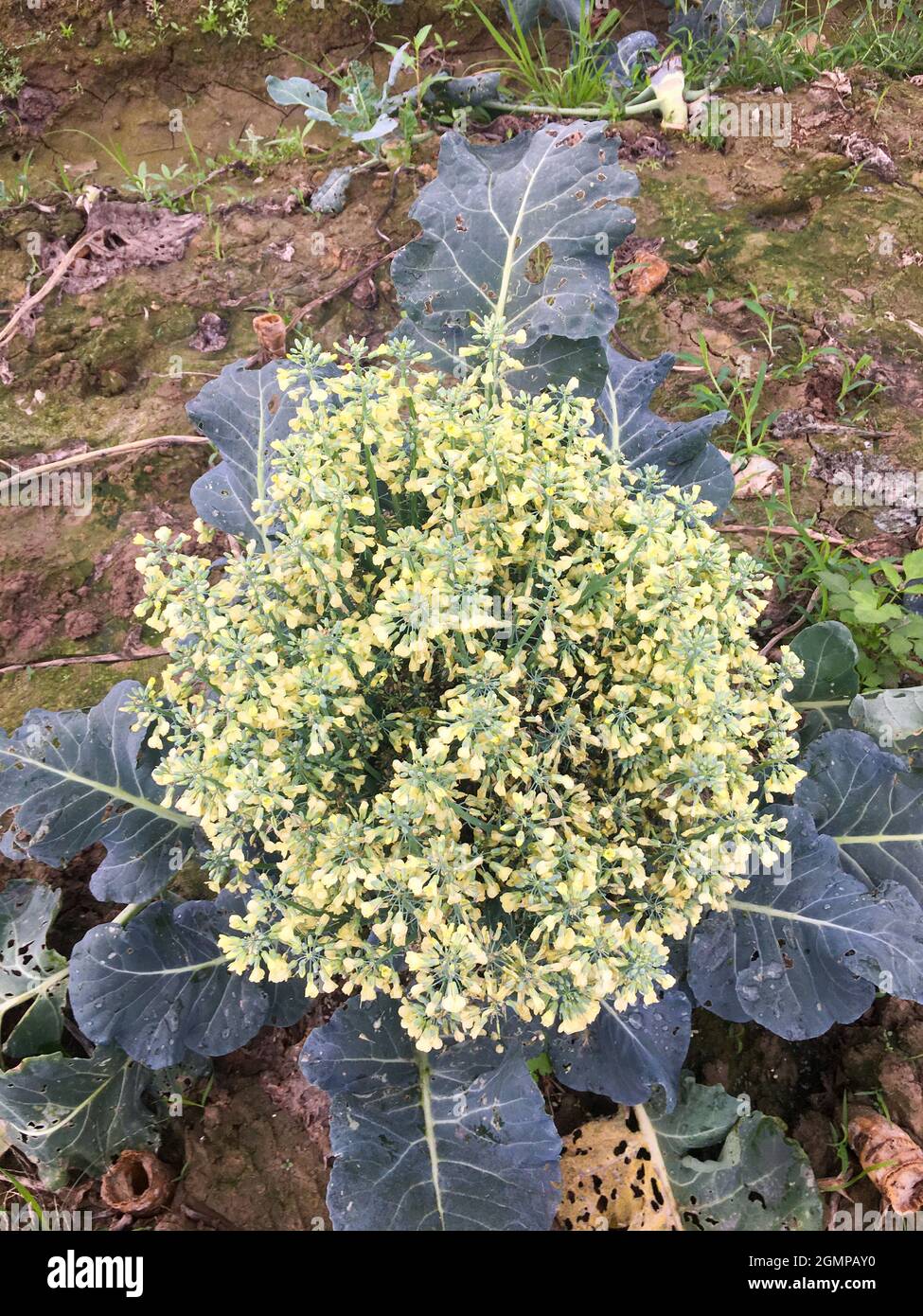 top view of fresh cauliflower flower blooming in the field Stock Photo